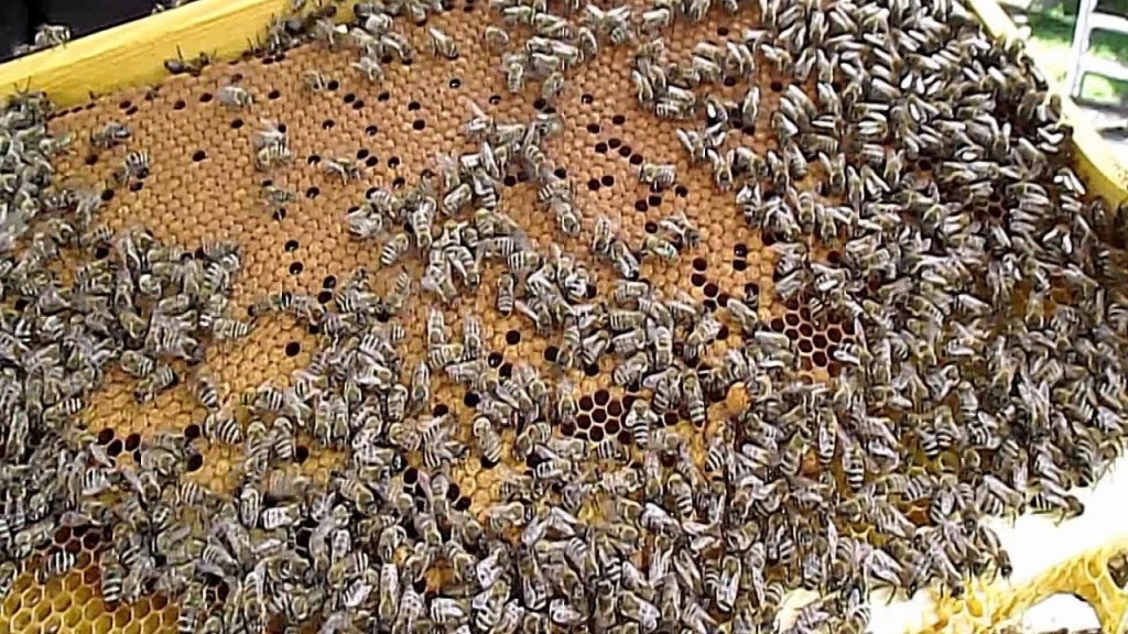 Уход за пчелами ранней весной.jpg