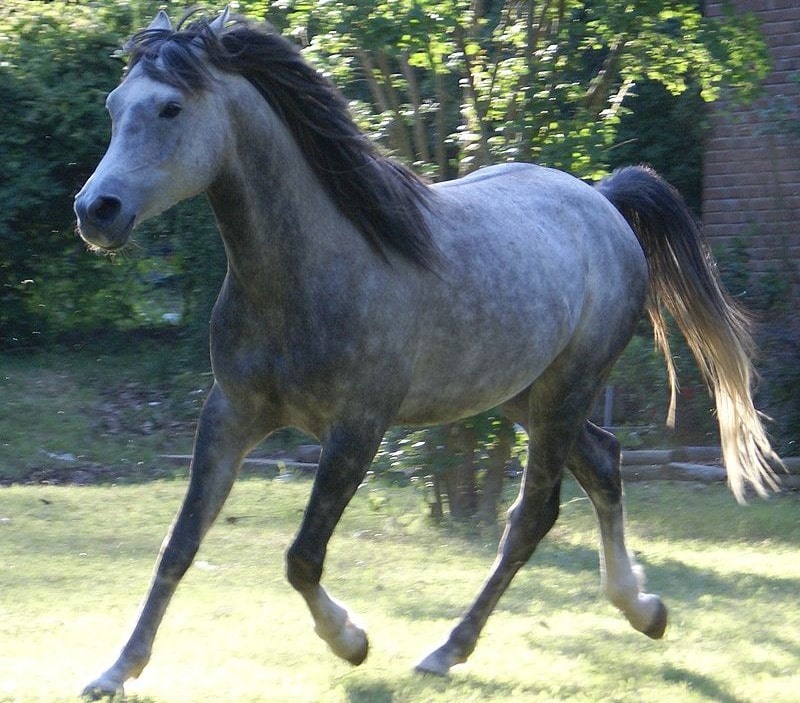 Кінь сірої масті