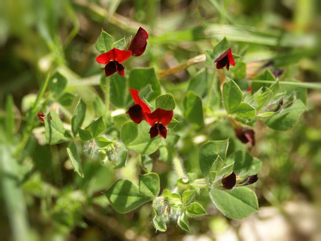 Четырехкрыльник пурпурный, или тетрагонолобус пурпурный, или горох спаржевый - Тetragonolobus purpureus, растение