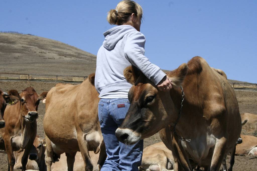Спілкування з коровами позбавляє стресу і тривоги