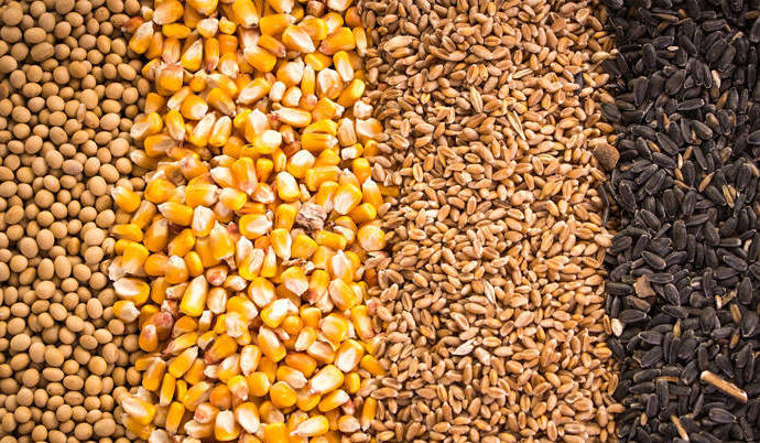 Головними продуктами українського аграрного експорту залишаються зернові й олійні культури