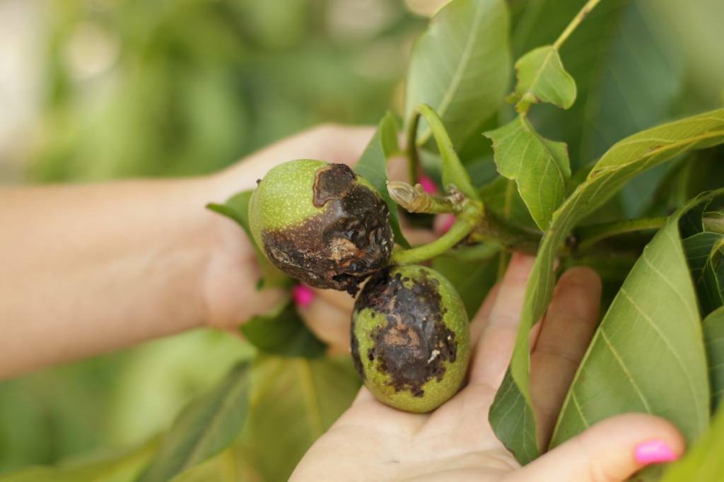 Плоды грецкого ореха, пораженного бурой пятнистостью (марсонией), вызванной Marssonina juglandis