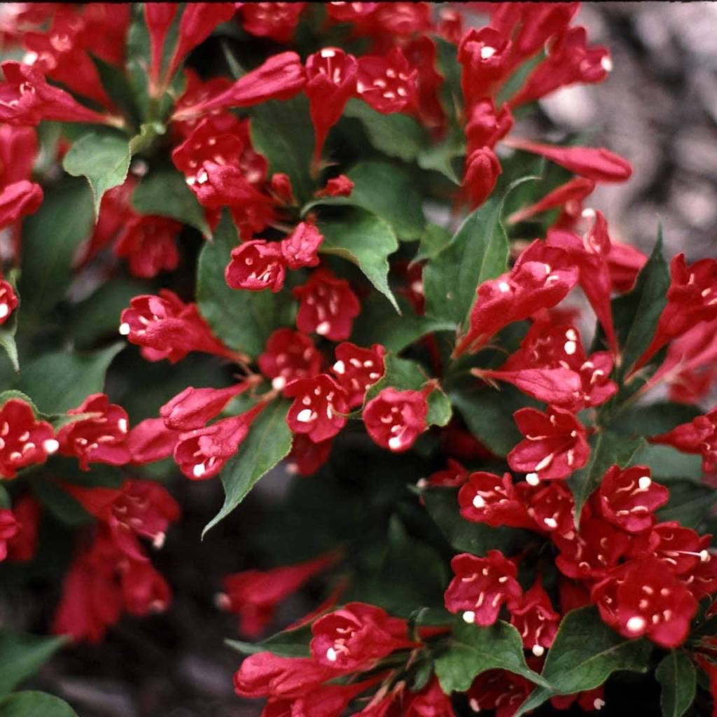 Weigela hybrida Newport Red