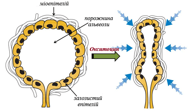 Доїння корови