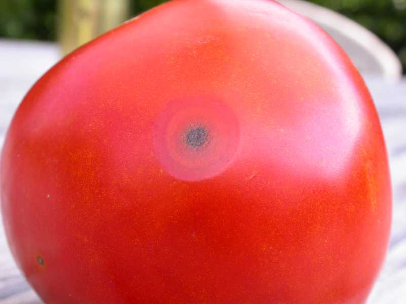 Антракноз томатов.jpg