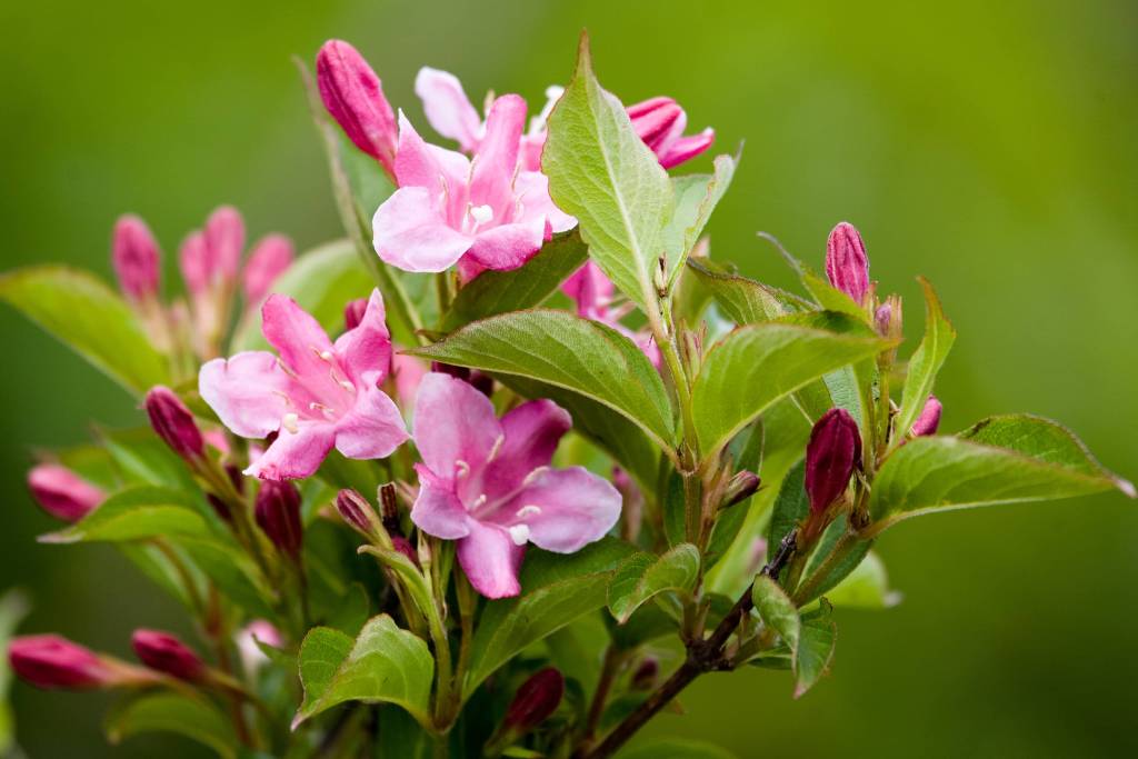 Weigela japonica