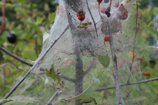 Клещ окутывает растение паутиной.jpg