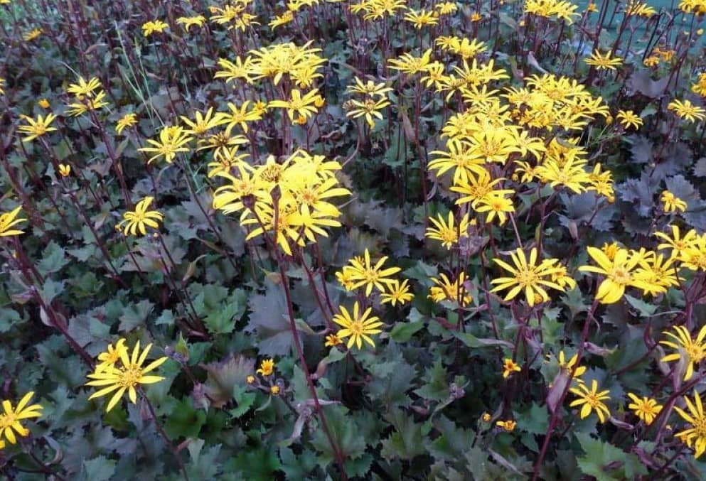 Ligularia dentata Osiris Fantaisie