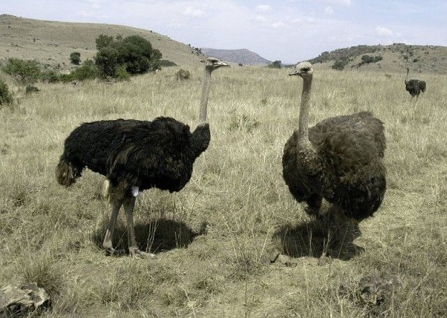Африканские страусы