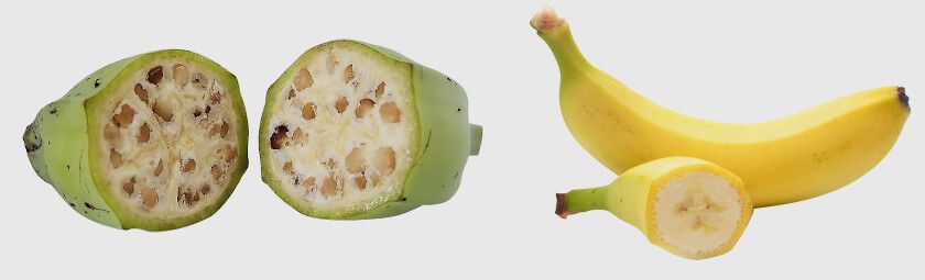 Плоди бананів