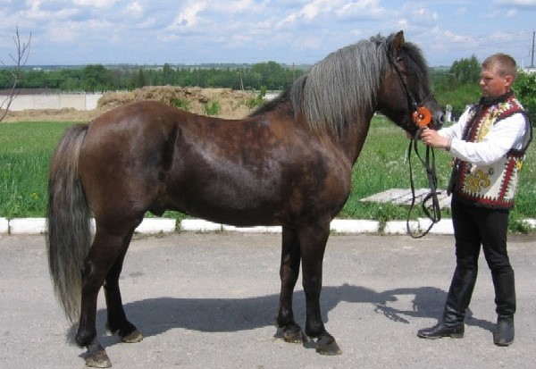 Гуцульський кінь