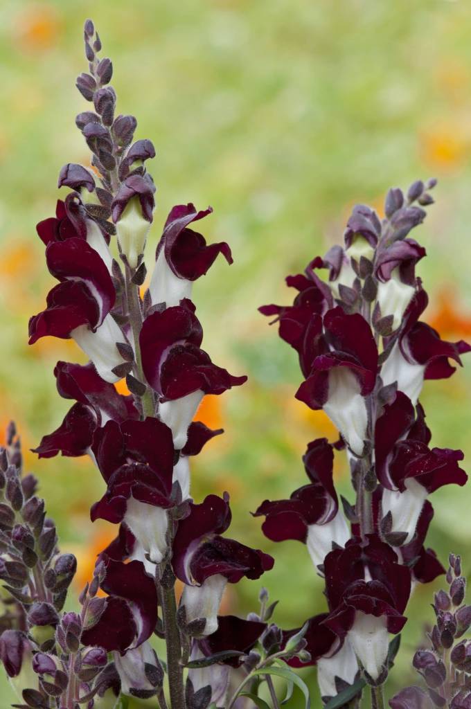 ANTIRRHINUM majus Night & Day