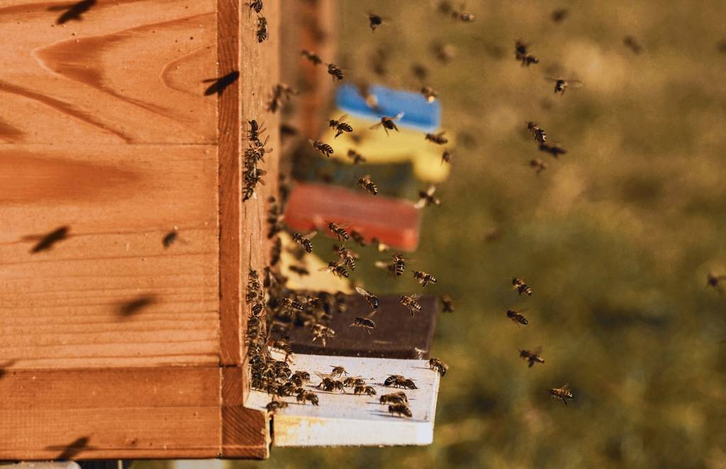 Дотацію нараховують за кожну наявну бджолосім'ю