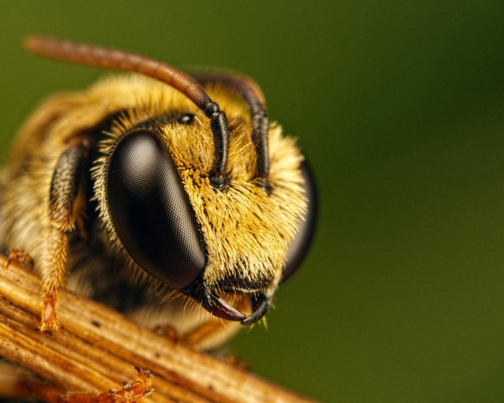 Голова медоносной пчелы.jpg