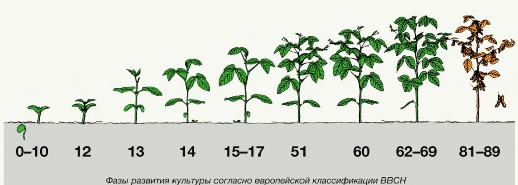 BBCH. Международная система определения фенологических фаз растений.jpg