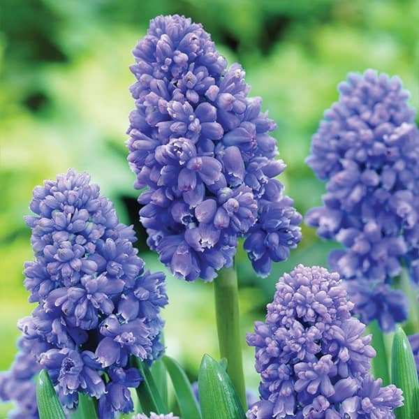 Muscari armeniacum Blue Spike