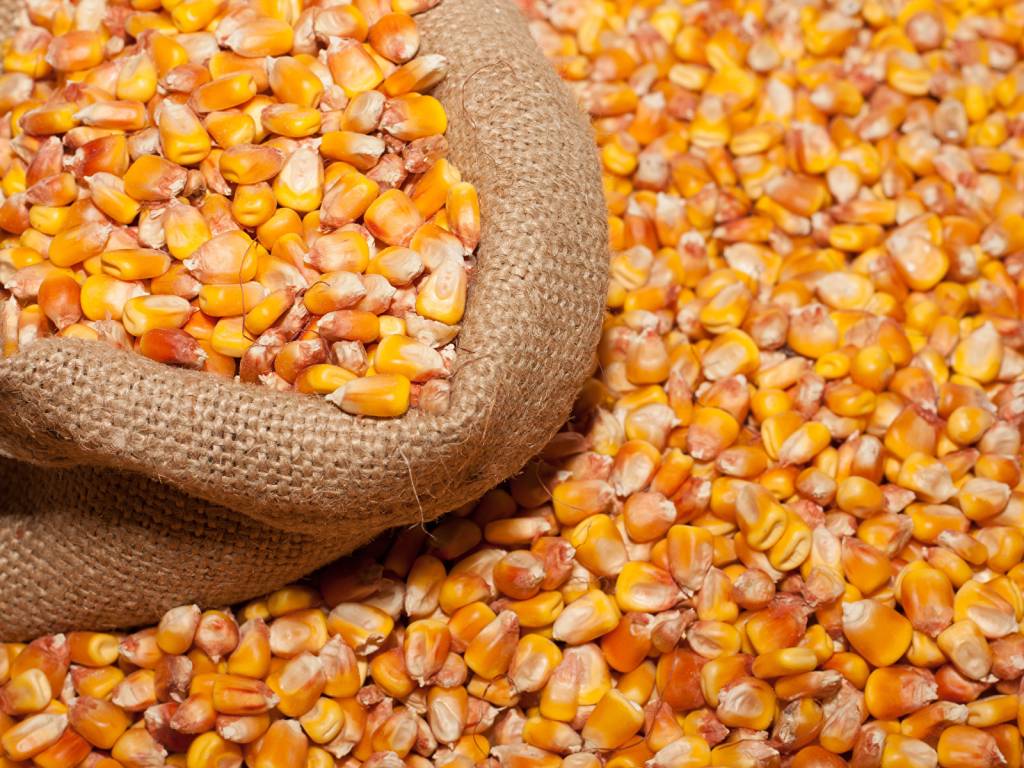 Українські аграрії почали сівбу кукурудзи