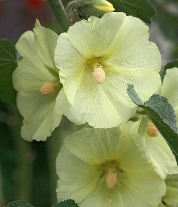 Рожа зморшкувата, Alcea rugosa