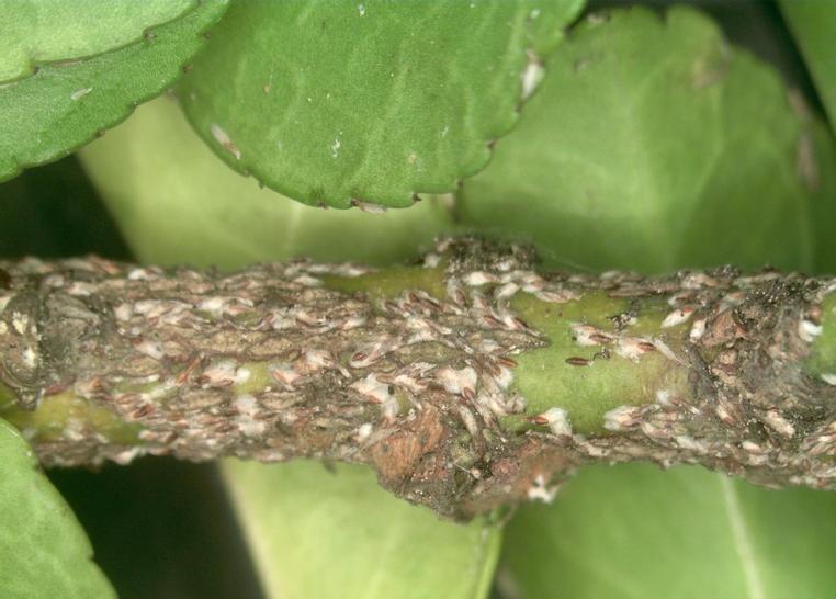 Lopholeucaspis japonica. Карантинный вредитель