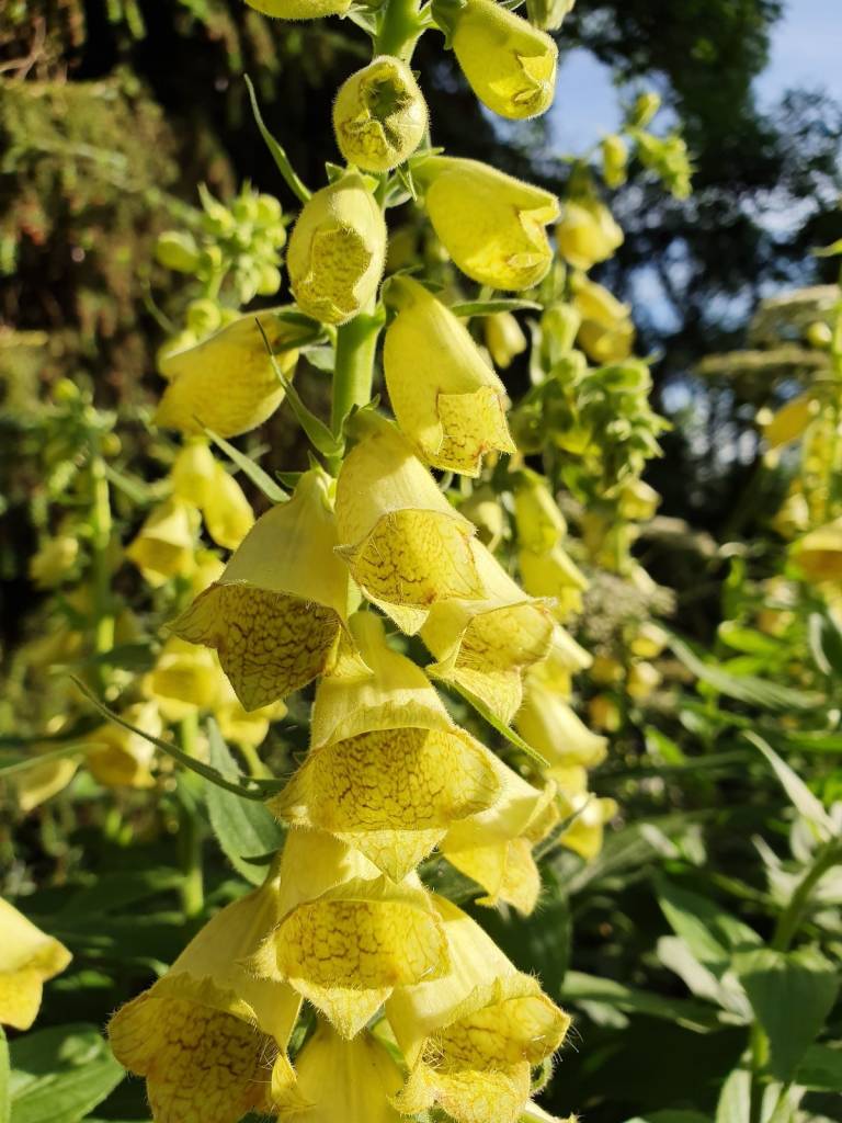 Digitalis grandiflora