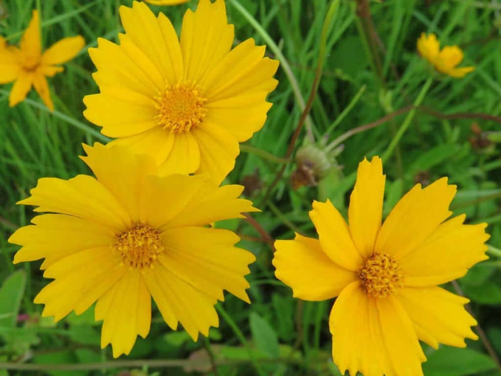 Coreopsis auriculata Nana