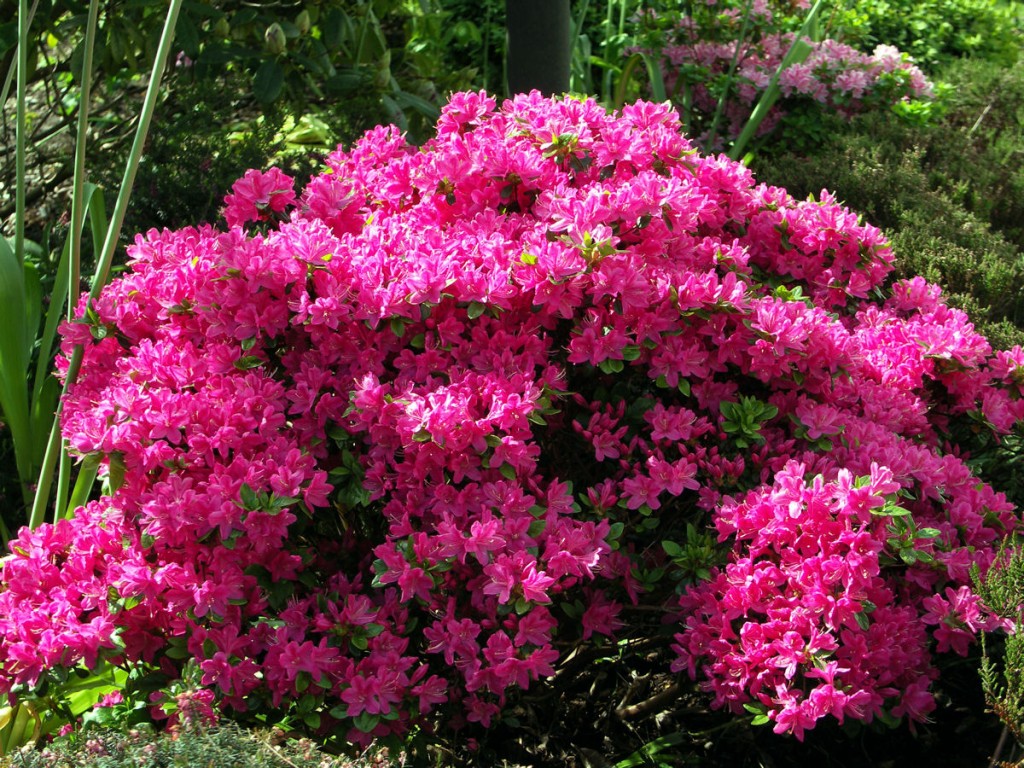 Rhododendron obtusum Kermesina