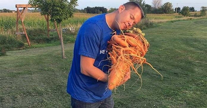 Морковь-гигант