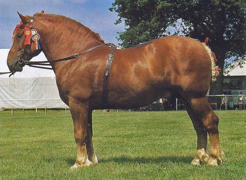 «Су́ффолькская» порода лошадей.jpg