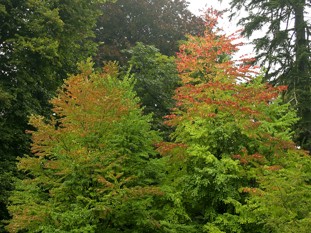 Церцидифиллум или багрянник японский (Cercidiphyllum japonicum) 