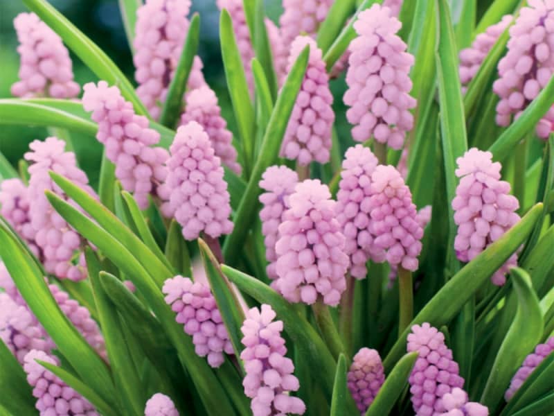 Muscari armeniacum Pink Sunrise