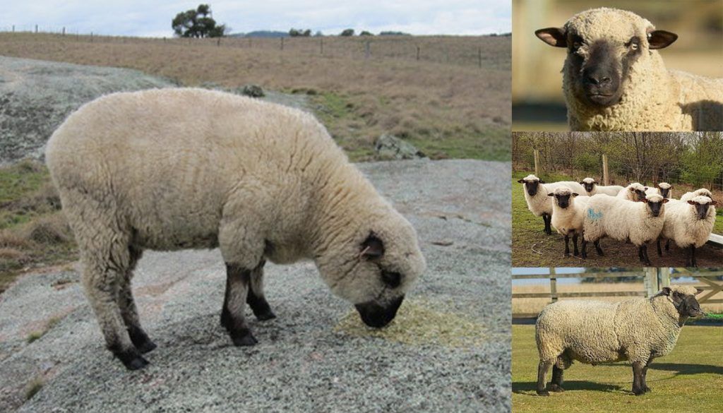 Шропширські вівці