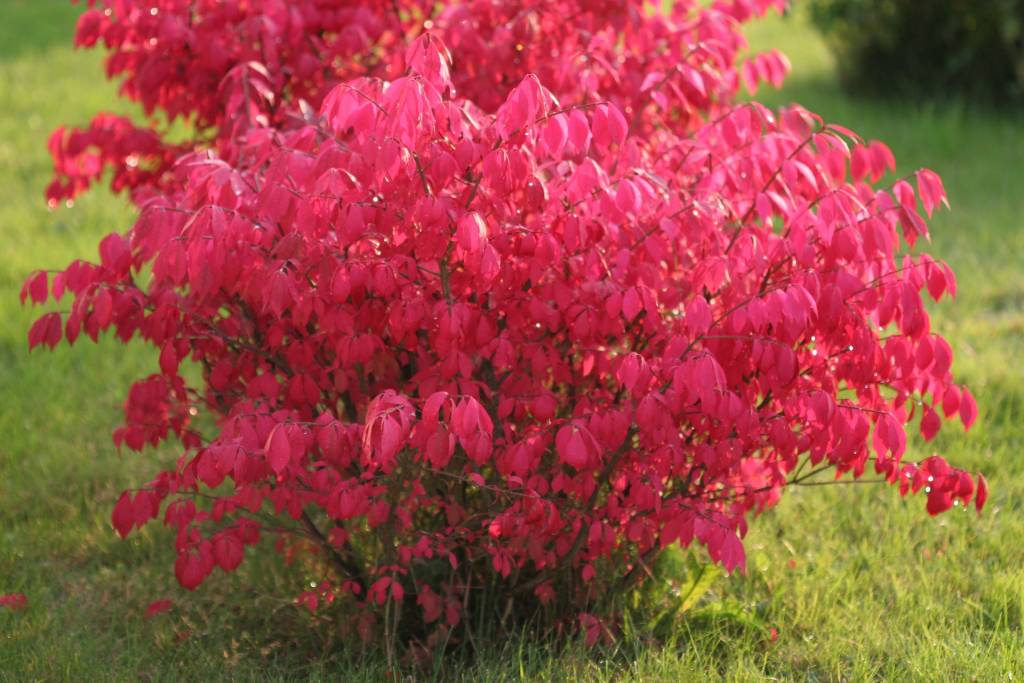 Бересклет крылатый (Euonymus alatus)