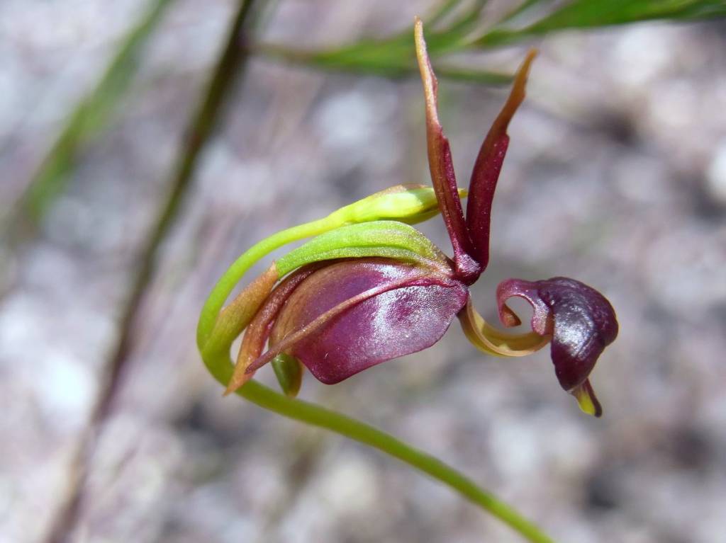 Орхидея Калания (Caleana major)