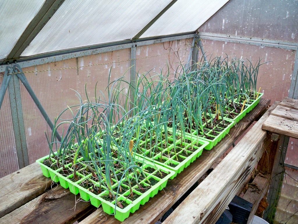 Рассадный способ выращивания лука-порея