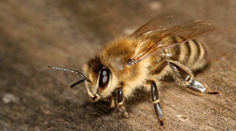 Украинская степная пчела