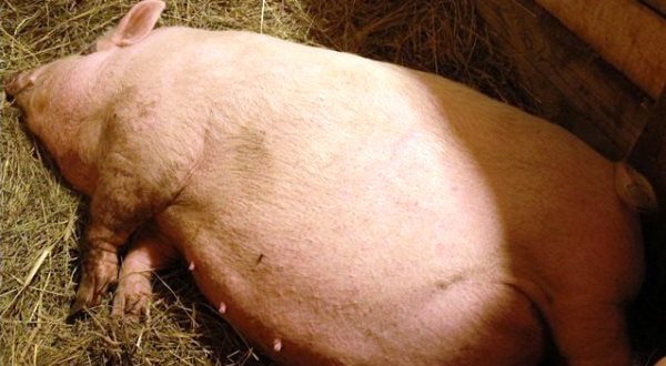 Отримання потомства у свиней