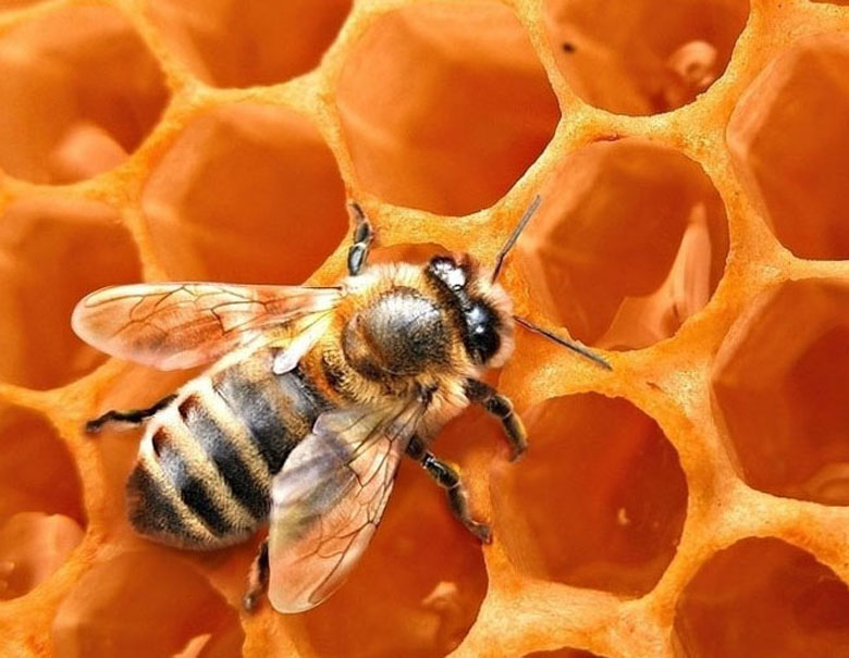 Какую пользу приносят пчелы для людей thumbnail