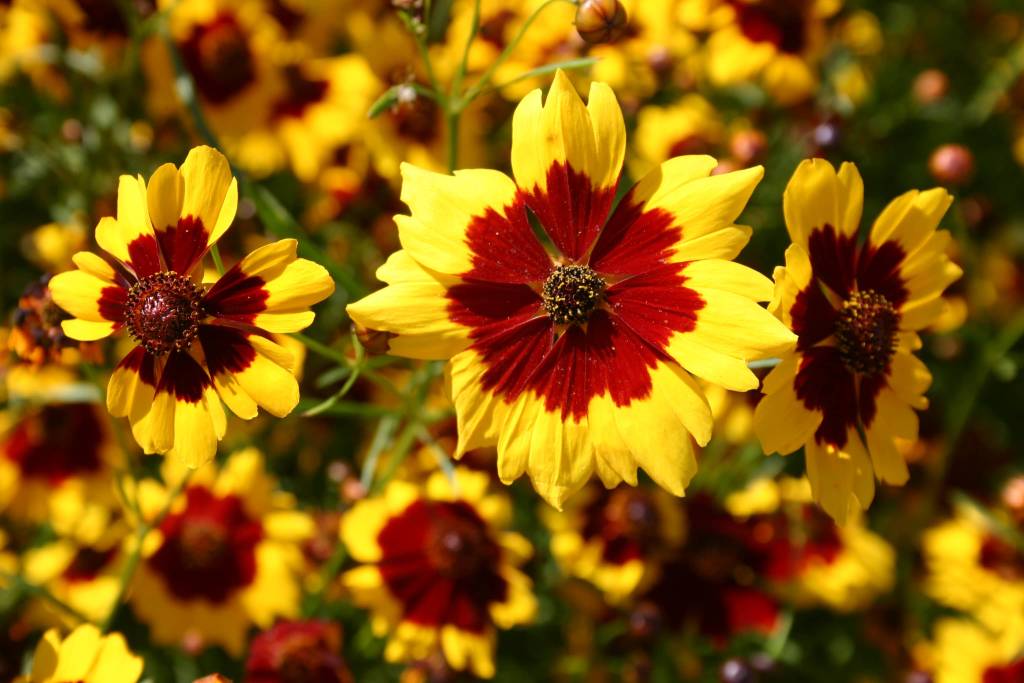 Coreopsis tinctoria Crimson King