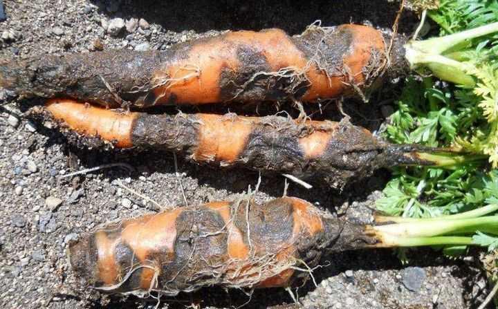 Альтернариоз или чёрная гниль на моркови.jpg
