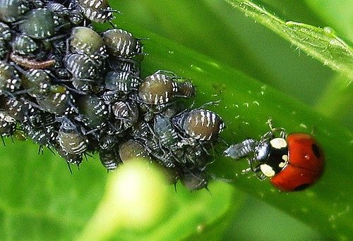 Полезные насекомые Adalia bipunctata