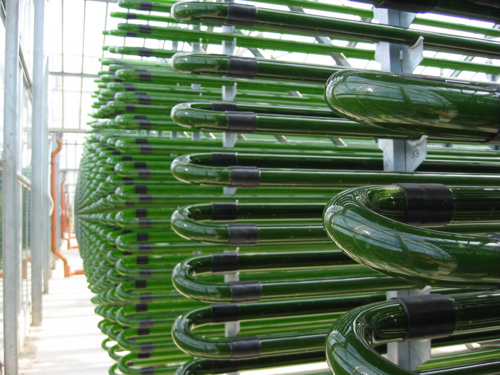 Производство биотоплива из водорослей