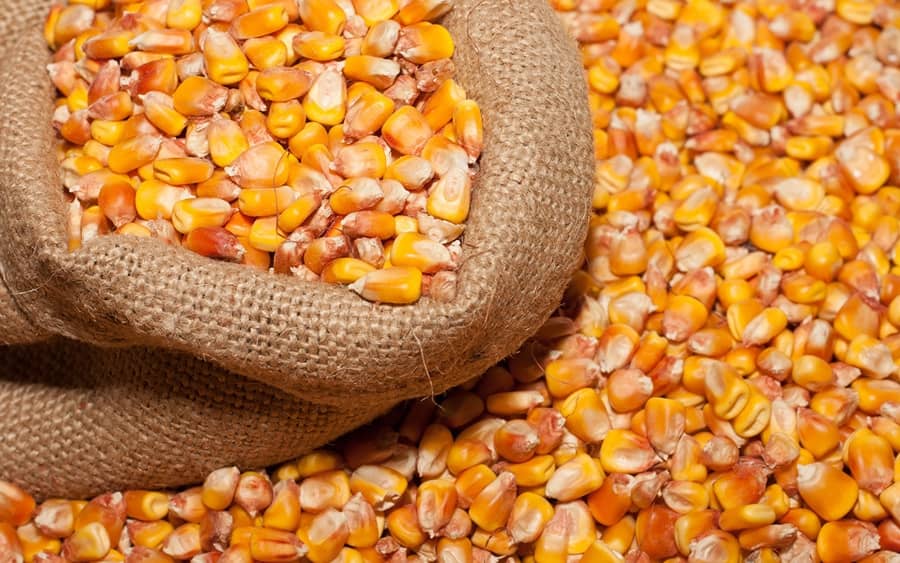 У структурі українського експорту насіння зернових та олійних культур традиційно домінує кукурудза