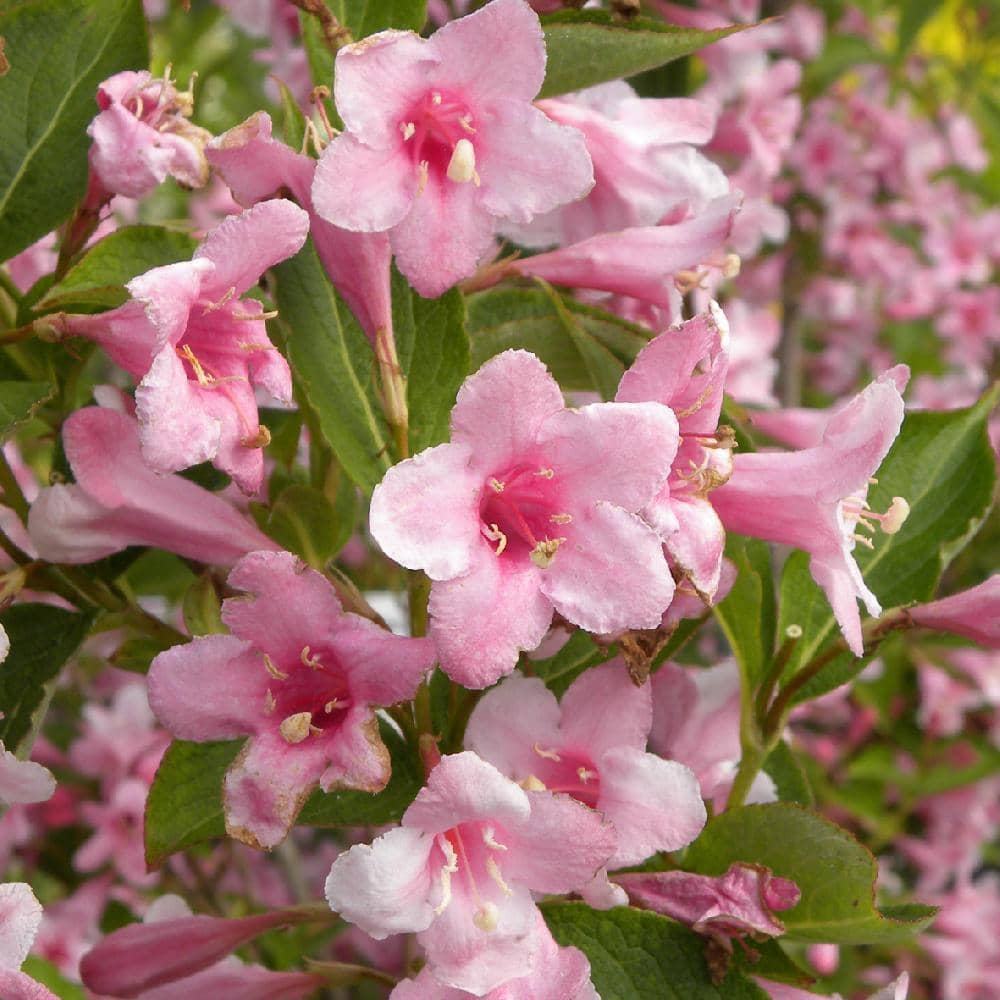 Weigela hybrida Gustave Mallet