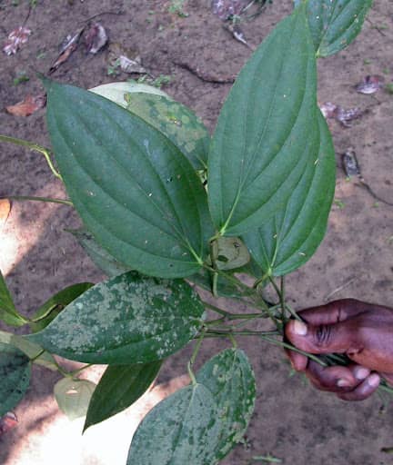 Листья африканского перца