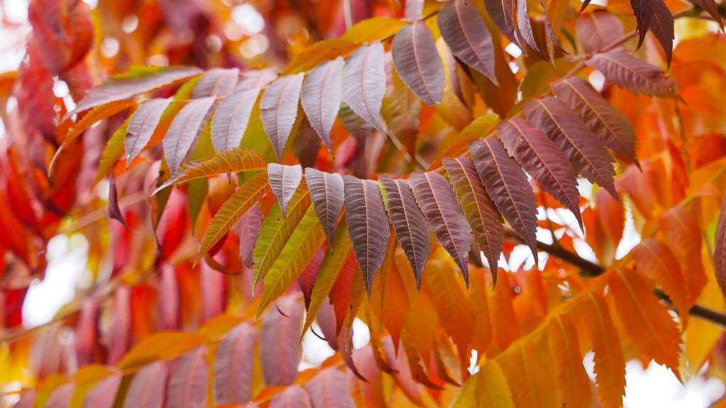 Сумах пушистый (Rhus typhina)