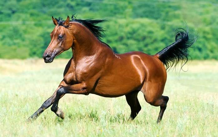 Арабський кінь