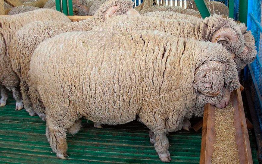 Годування овець