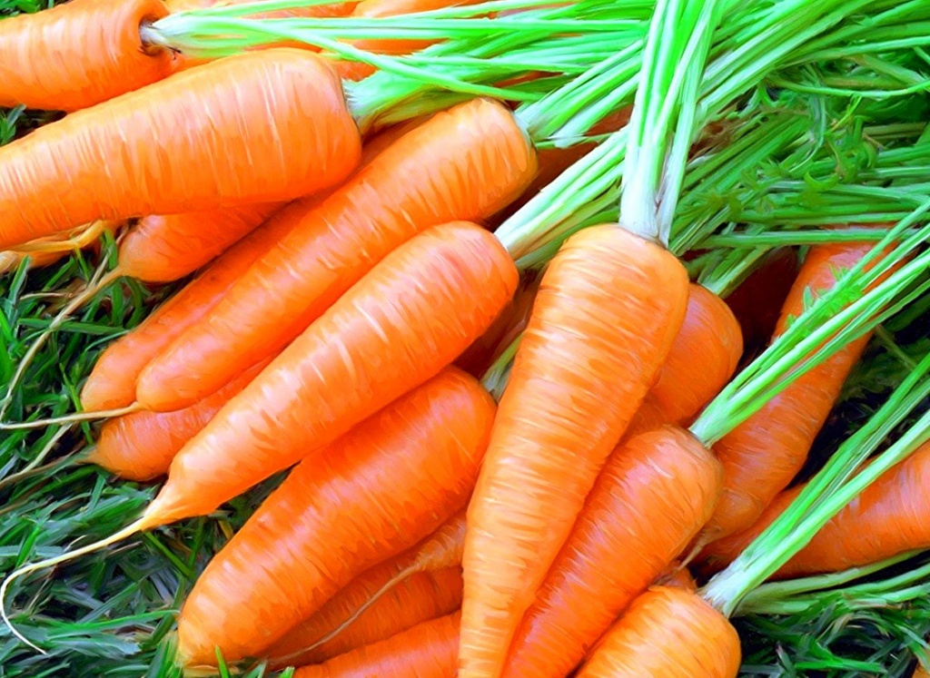 Морковь.jpg