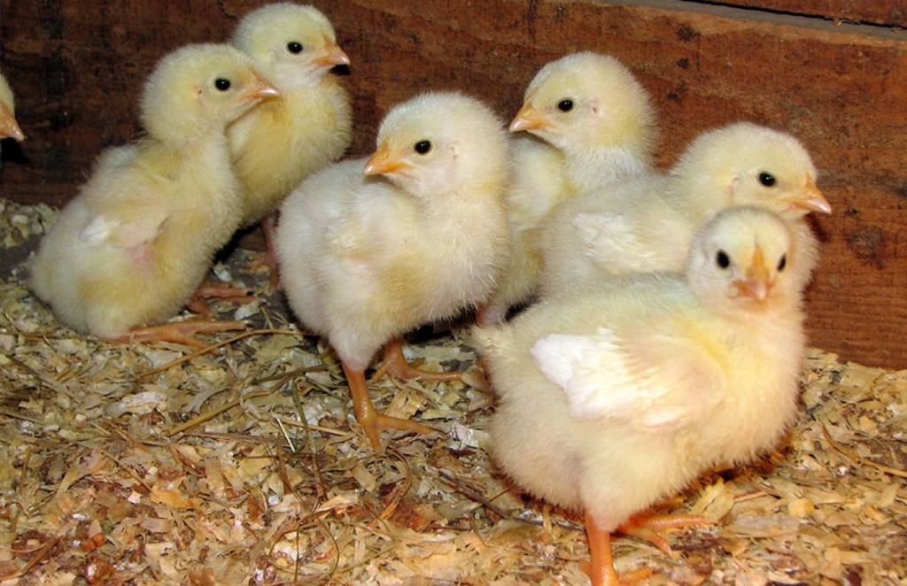 Как выращивать суточных цыплят в домашних условиях?
