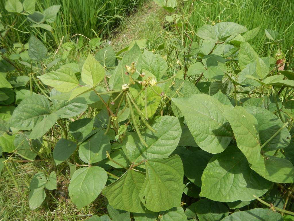 Маш, или мунг (Vigna radiata), растение с цветами и плодами